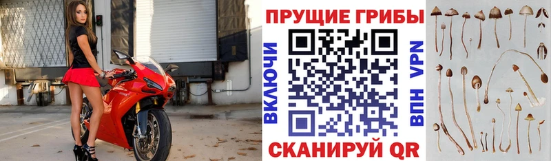 хочу   Челябинск  Псилоцибиновые грибы Psilocybe 